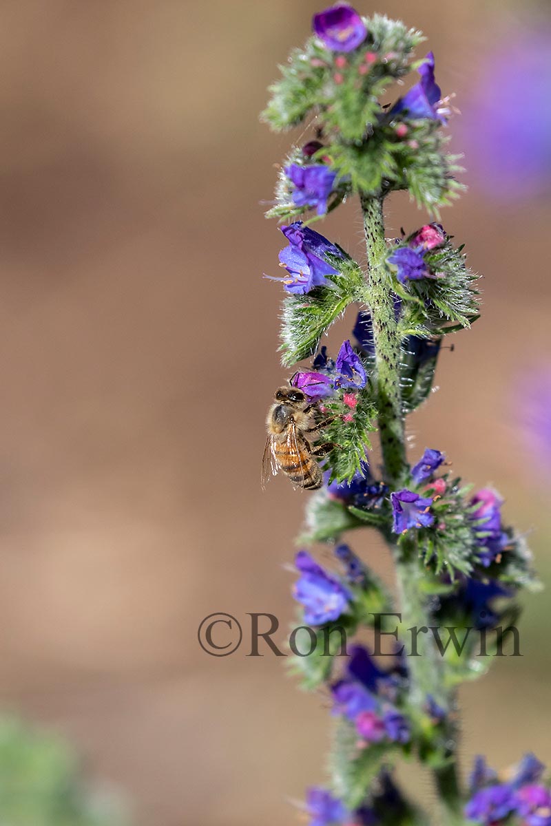 Honey Bee on Viper’s Bugloss