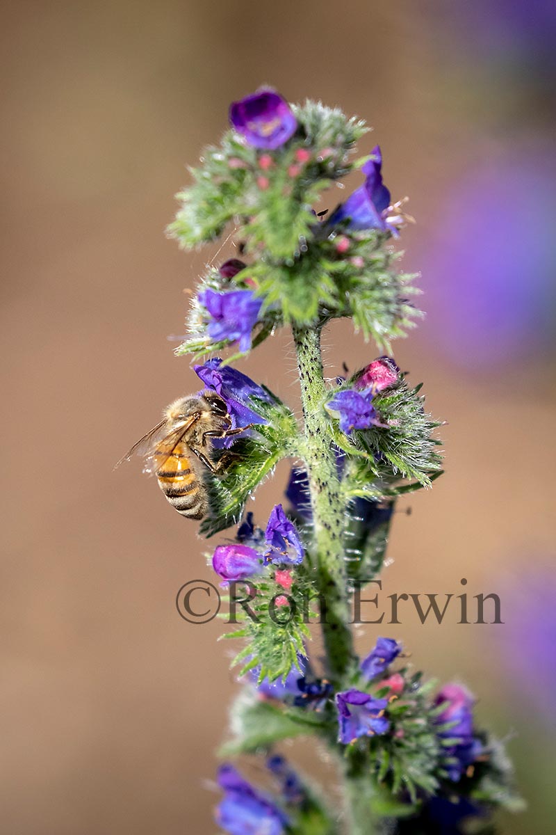 Honey Bee on Viper’s Bugloss