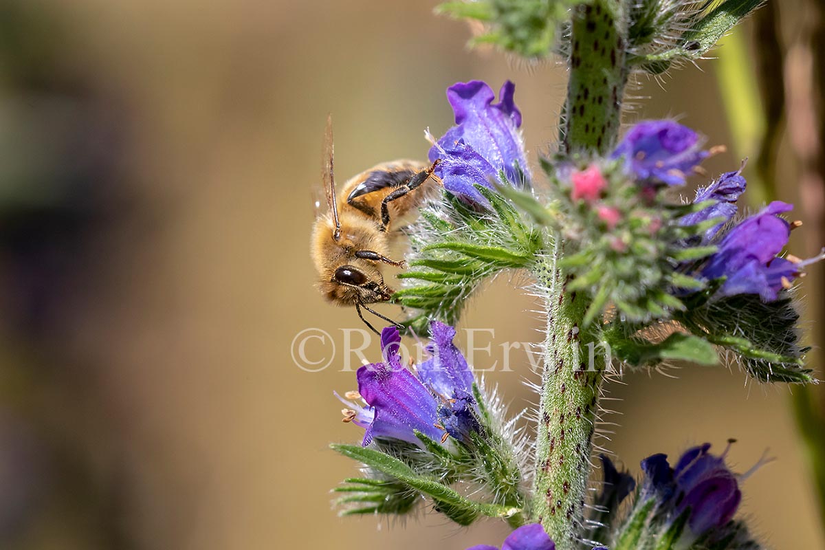 Honey Bee on Viper’s Bugloss