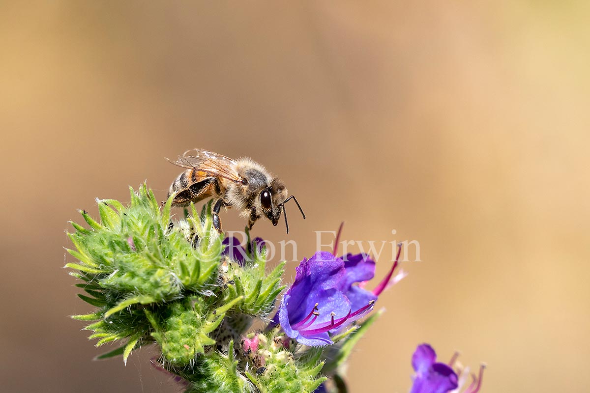 Honey Bee on Viper’s Bugloss