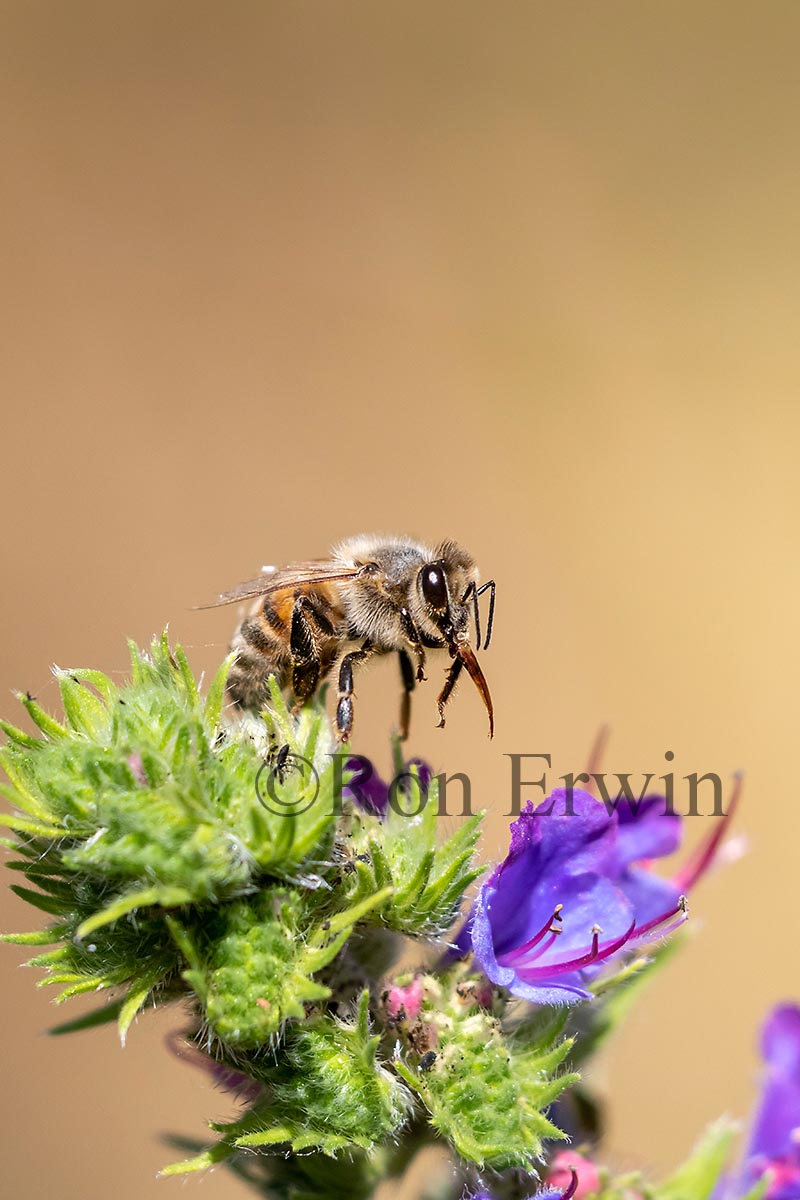 Honey Bee on Viper’s Bugloss