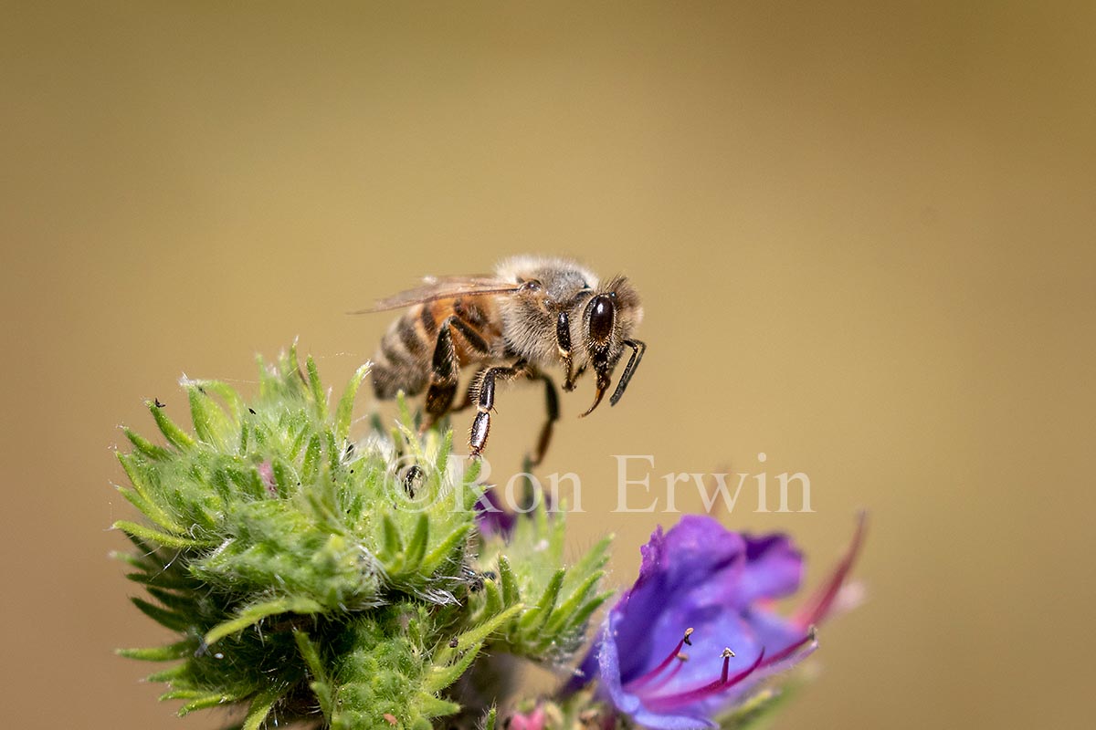 Honey Bee on Viper’s Bugloss
