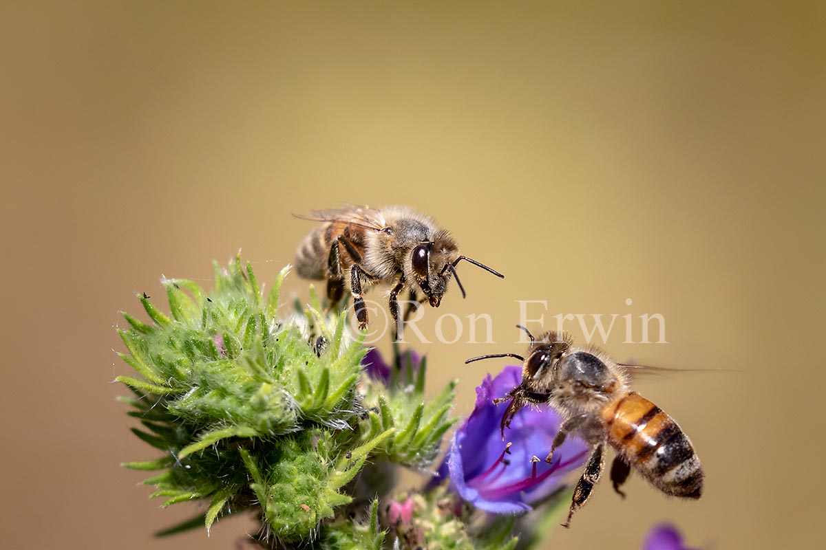 Honey Bee on Viper’s Bugloss