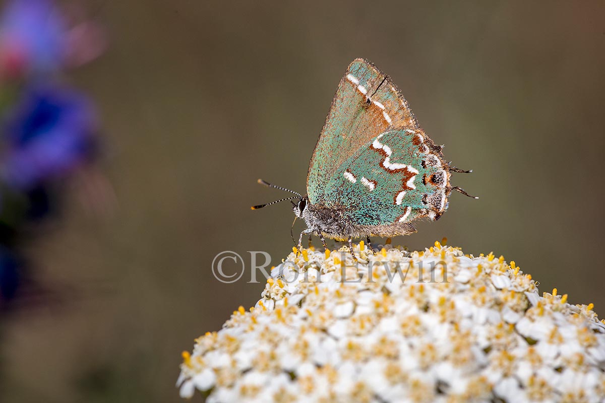 Juniper Hairstreak on Yarrow
