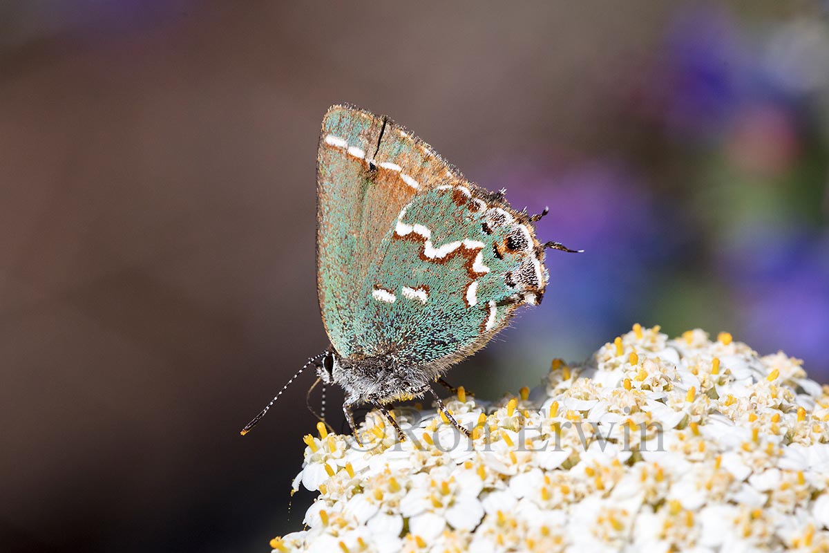 Juniper Hairstreak on Yarrow

