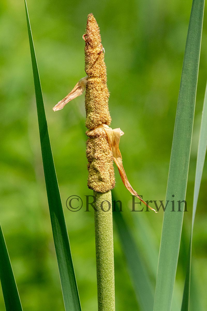 Common Cattail