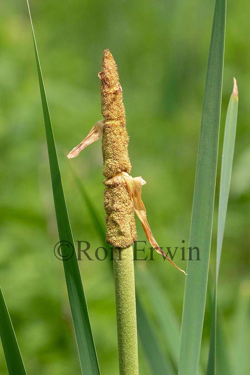 Common Cattail
