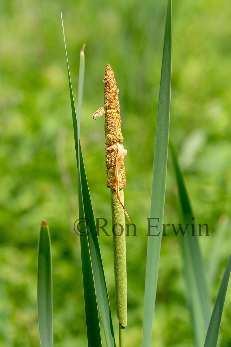 Common Cattail