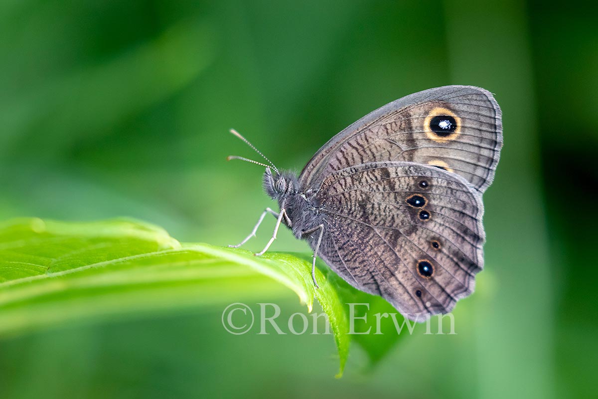 Common Wood-Nymph
