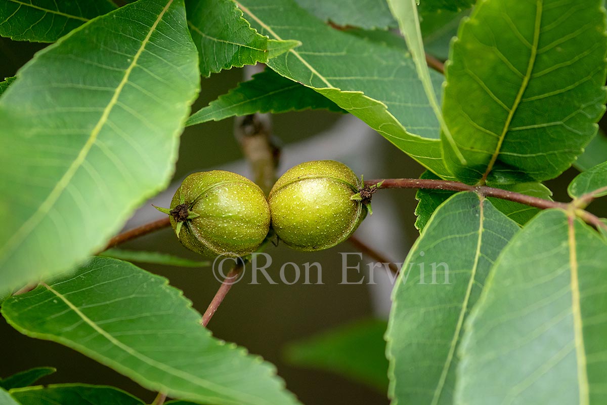 Shagbark Hickory Nuts
