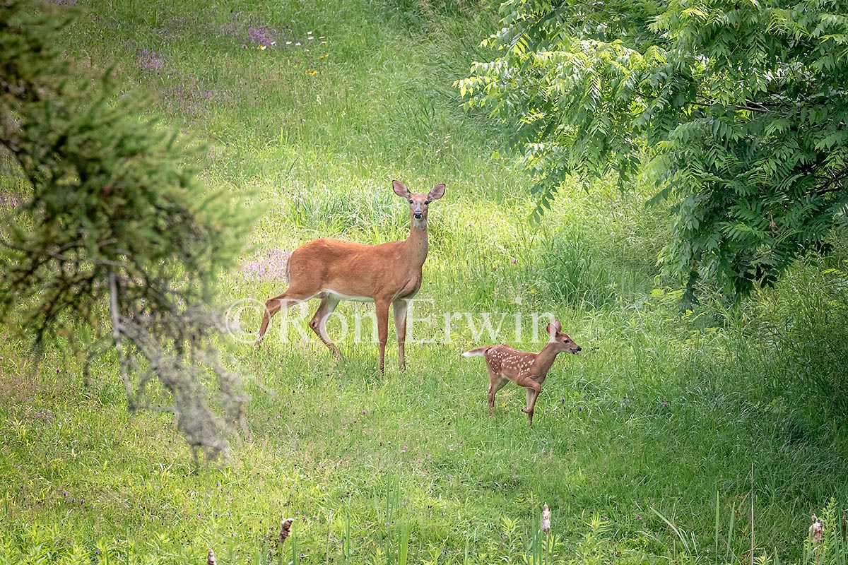 Whitetail Doe & Fawn