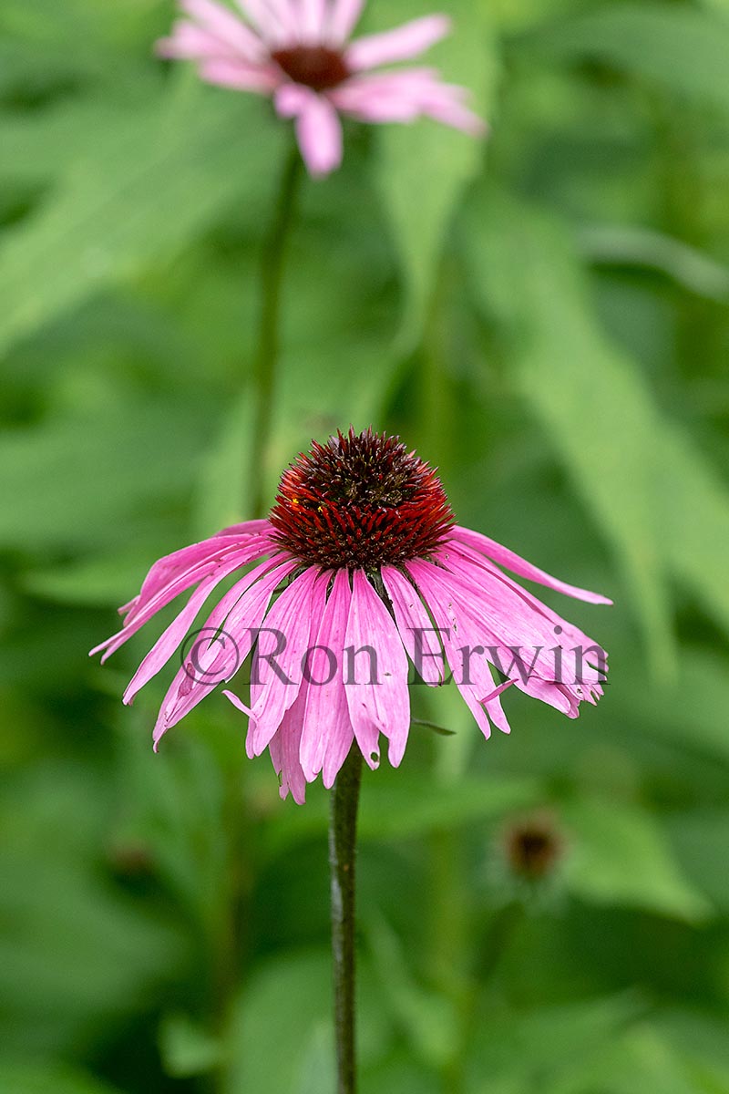 Purple Coneflower