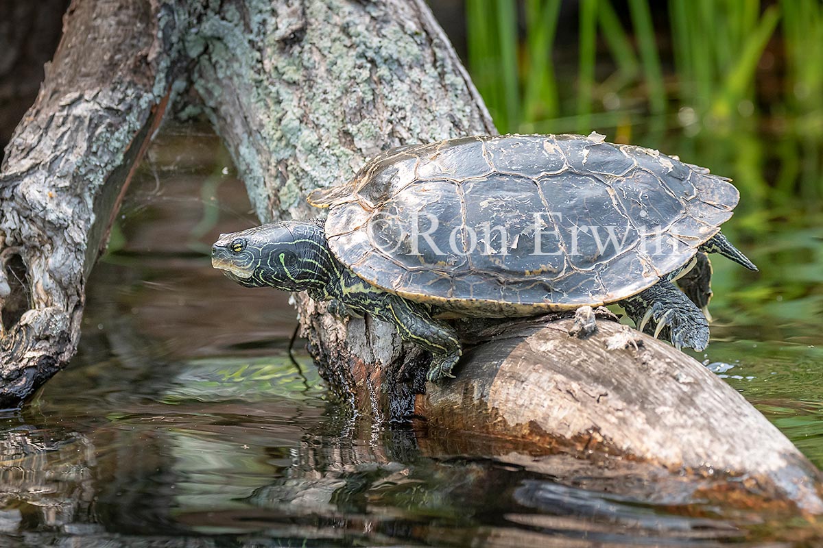 Northern Map Turtle