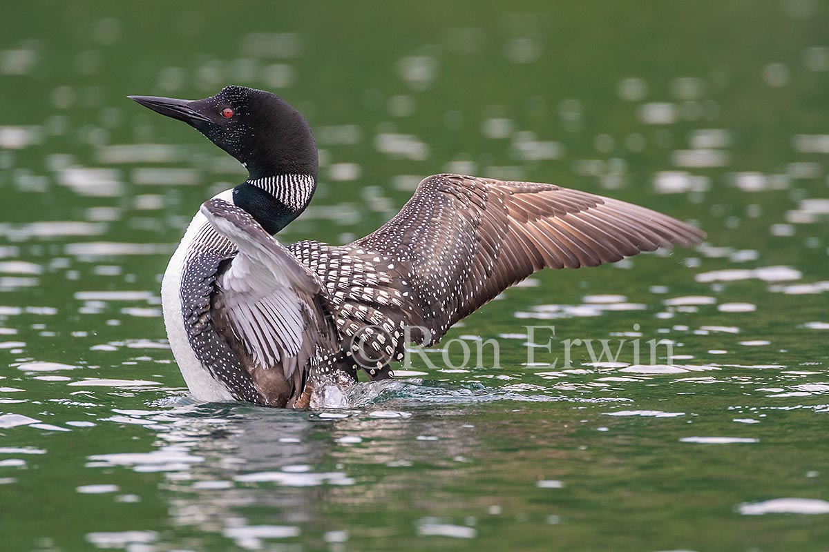 Common Loon