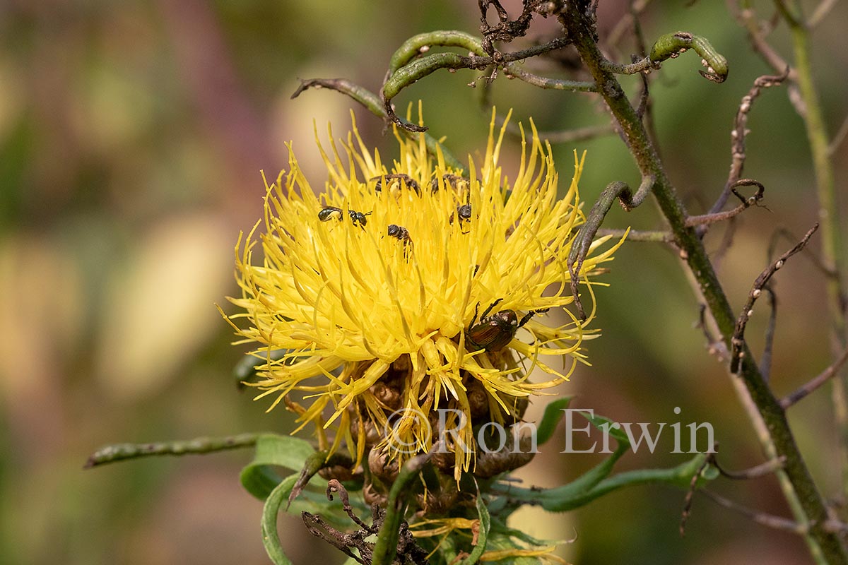 Giant Knapweed