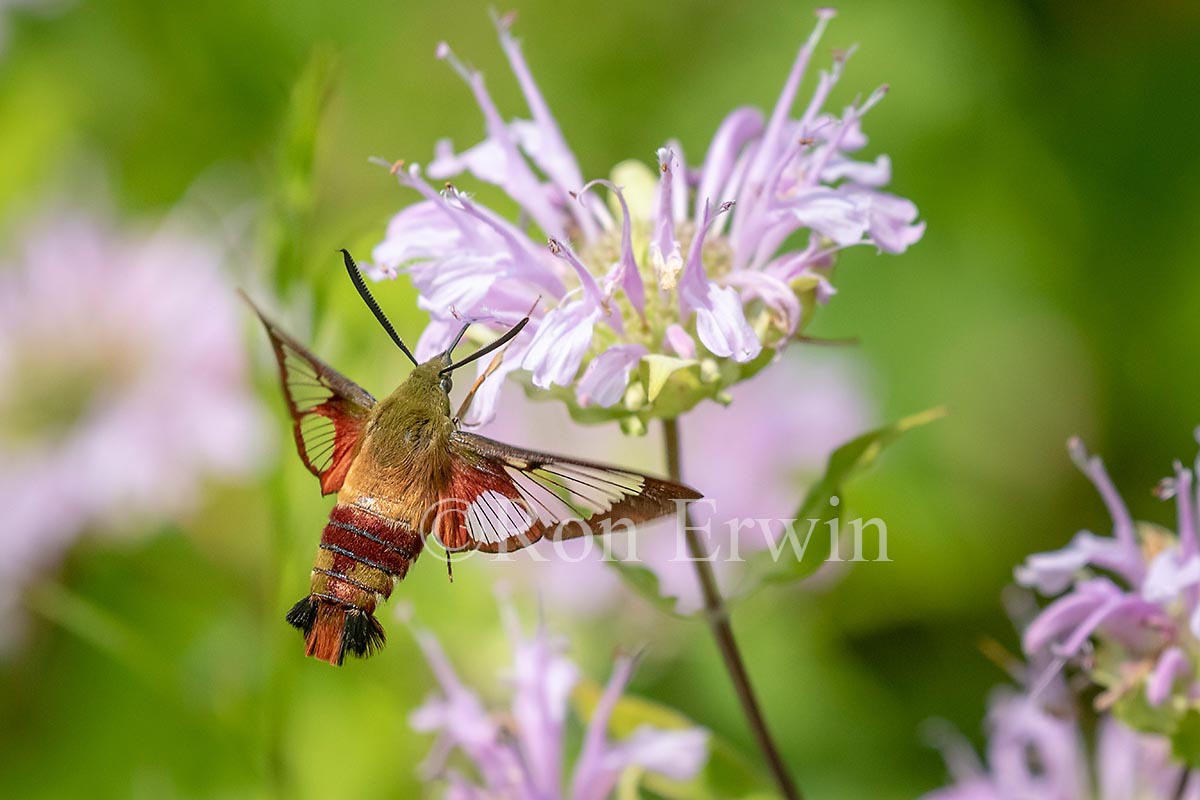 Hummingbird Clearwing Moth