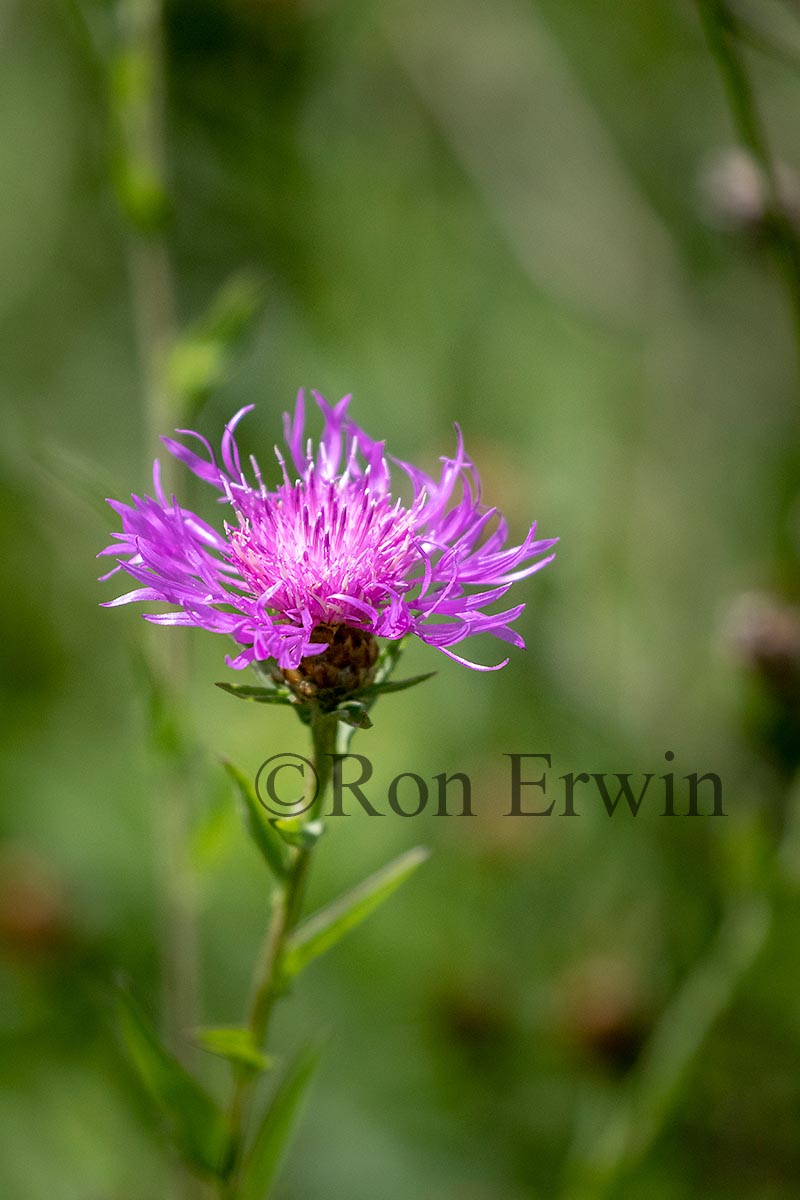 Spotted Knapweed