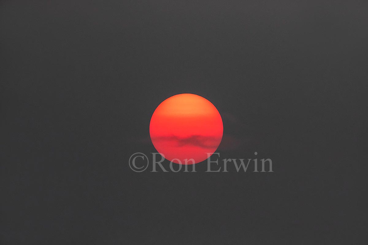 Black Hole Sun