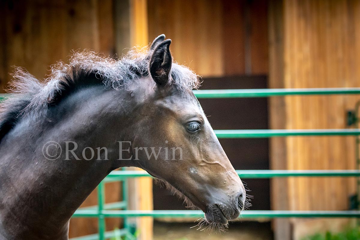 Foal