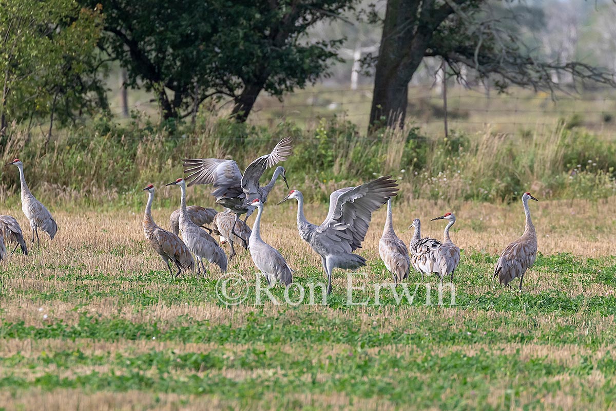 Sandhill Cranes
