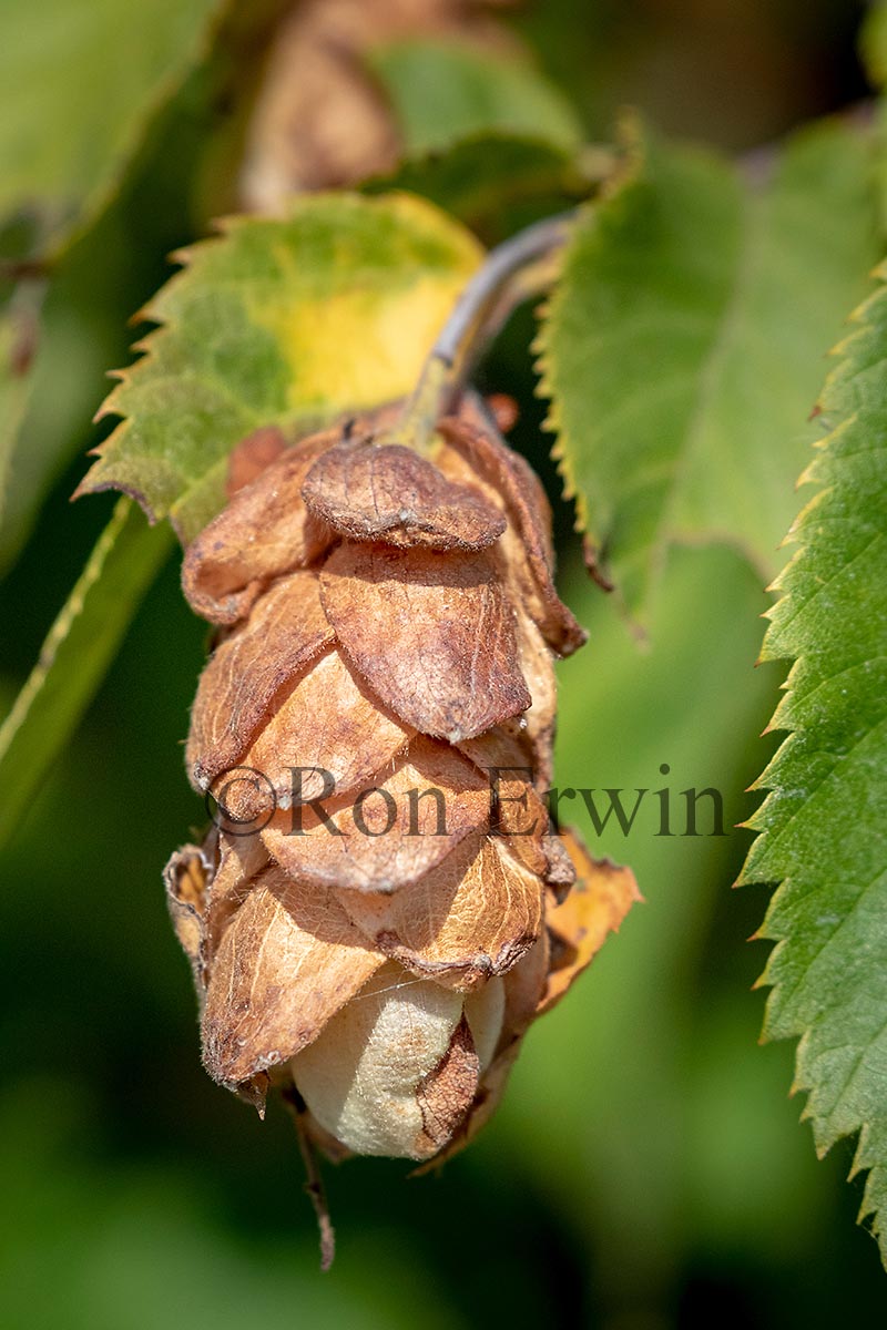 American Hophornbeam Fruit