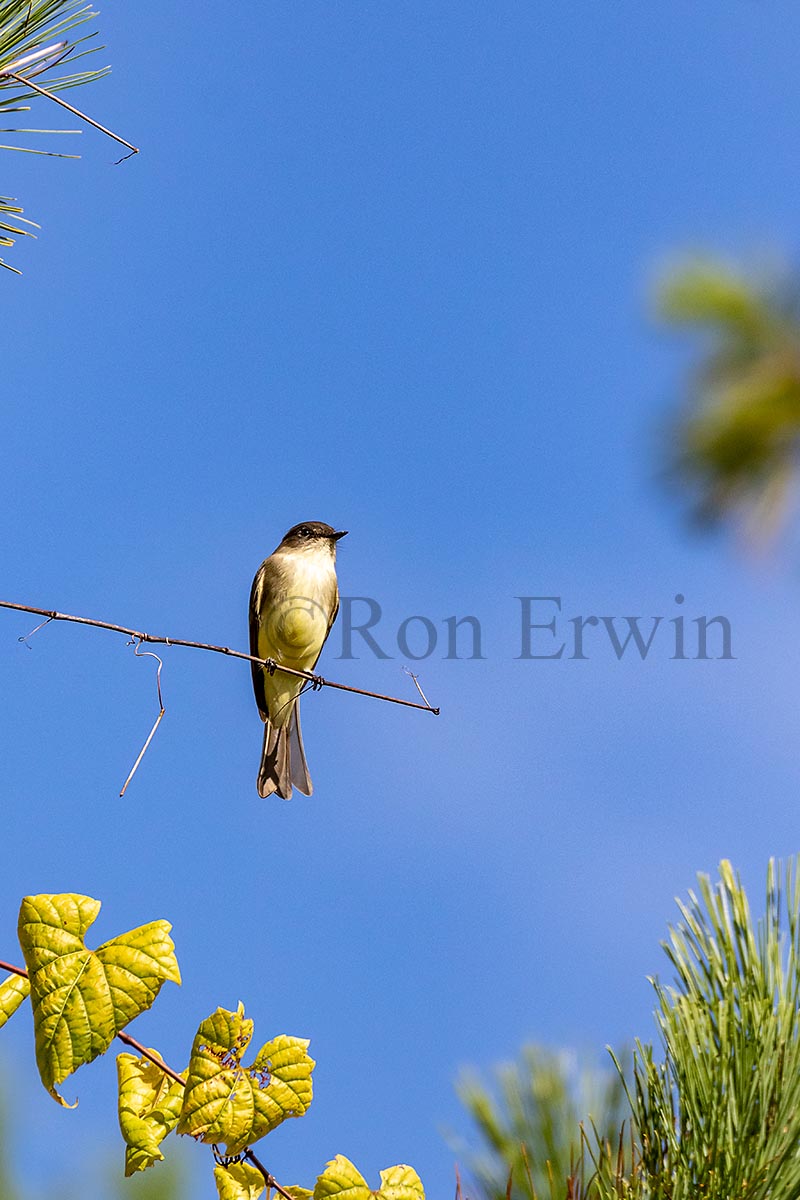 Eastern Phoebe