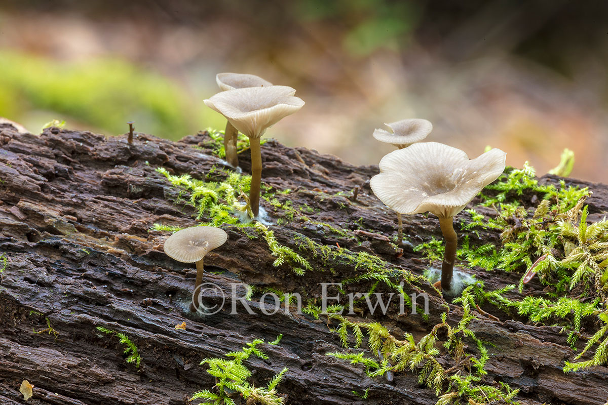 Mushrooms on a Log