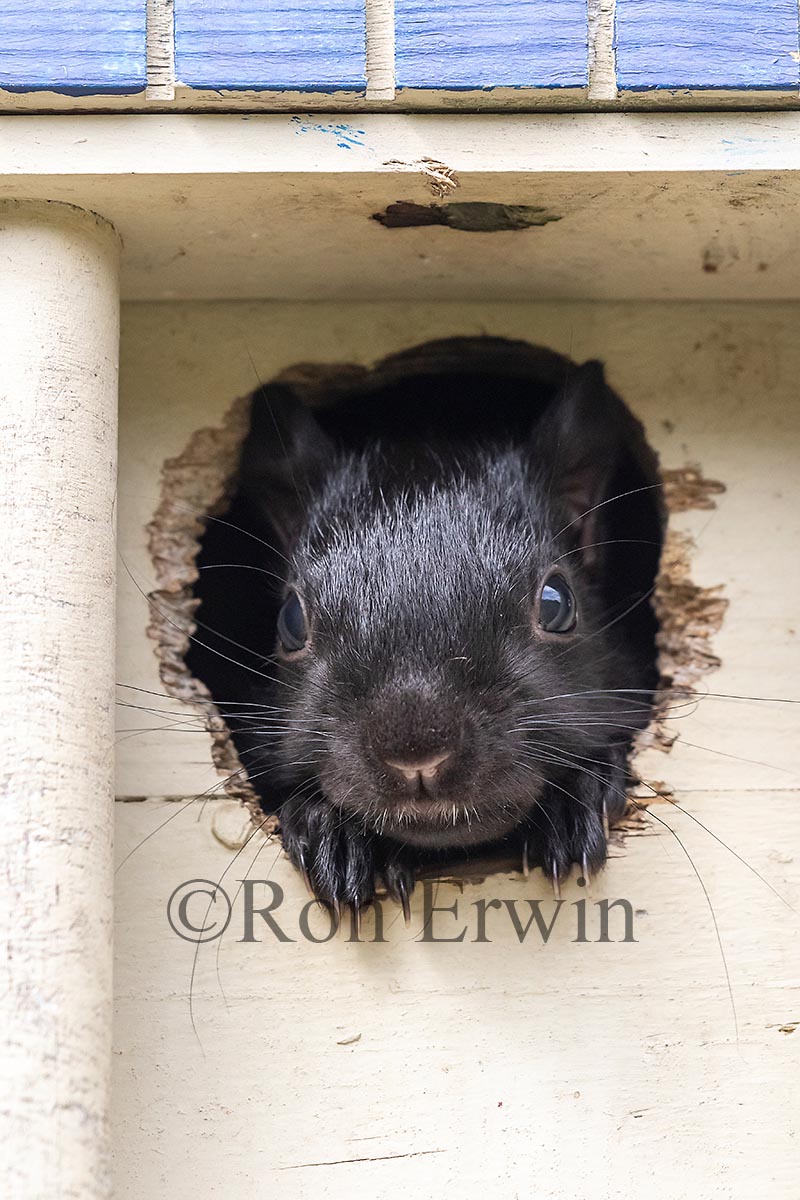 Grey Squirrel in Birdhouse
