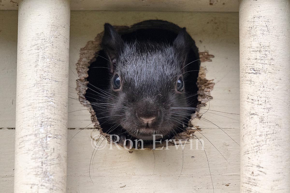 Grey Squirrel in Birdhouse