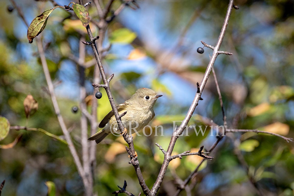 Ruby-crowned Kinglet