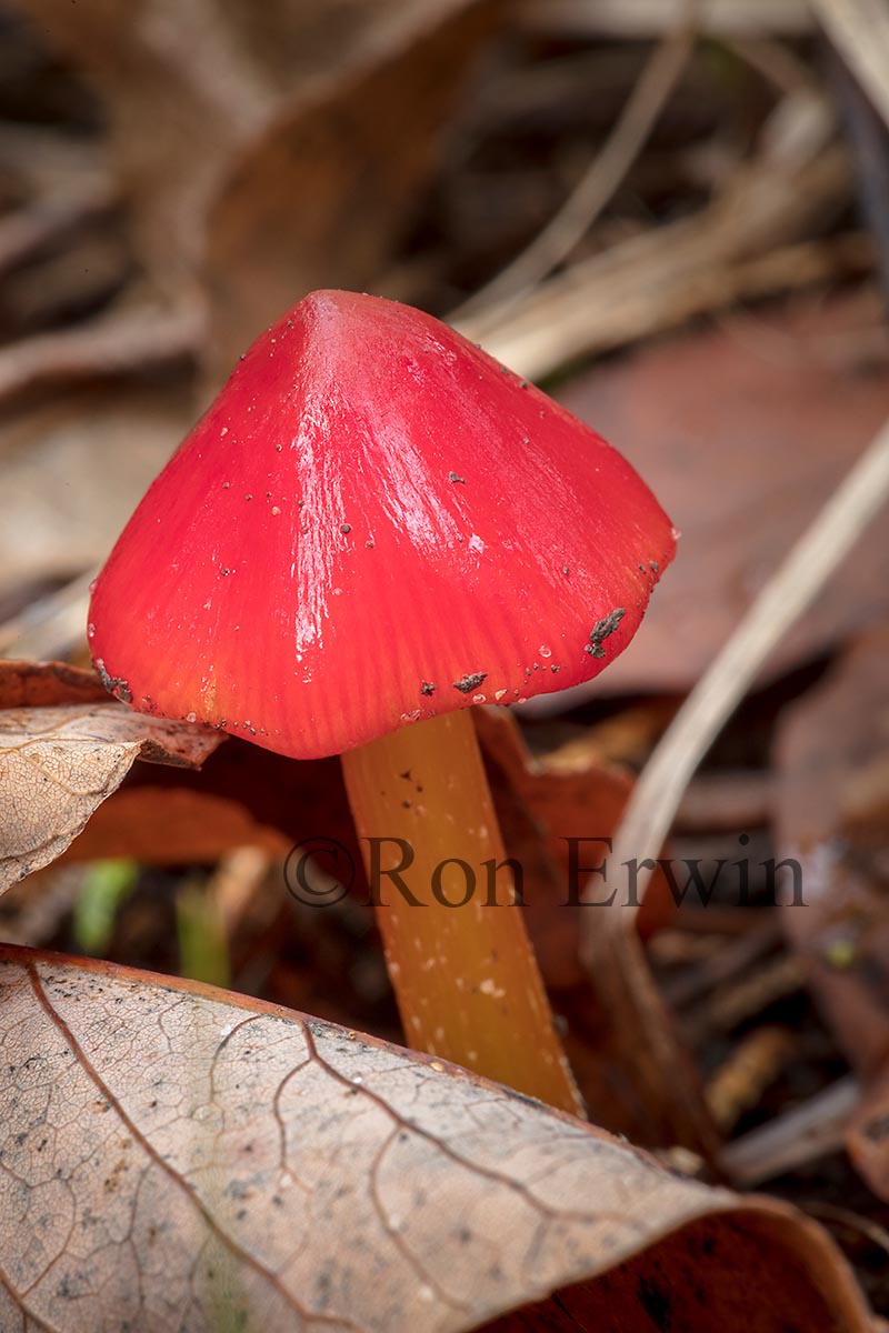 Waxcap Mushrooms