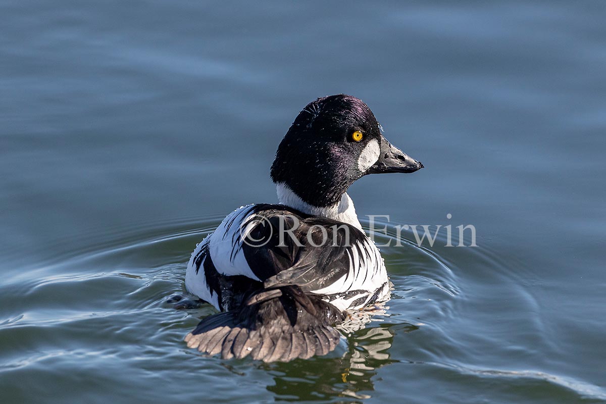 Common Goldeneye Male