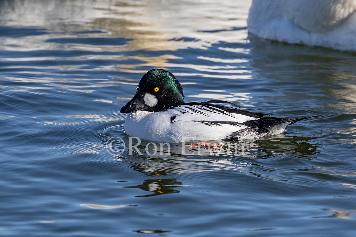 Common Goldeneye Male