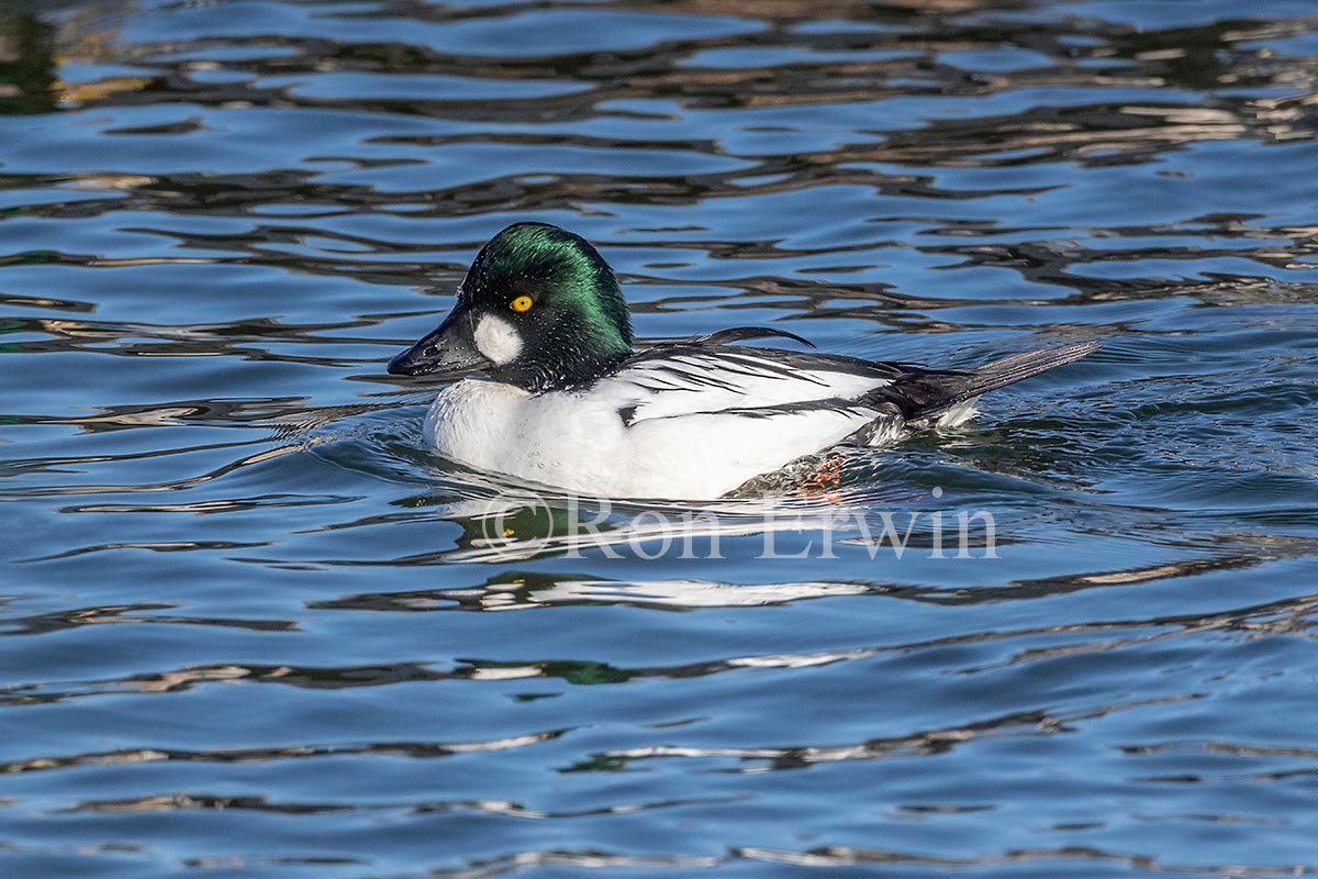 Common Goldeneye Male
