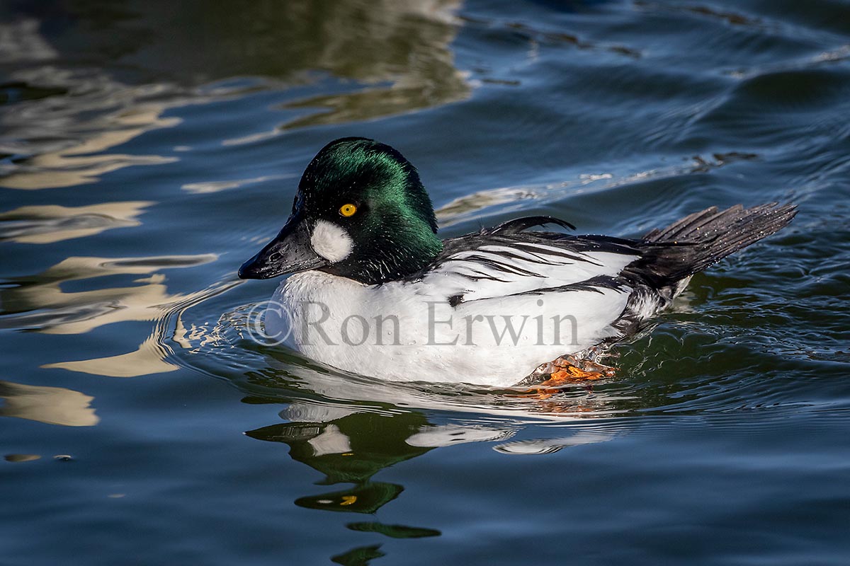 Common Goldeneye Male