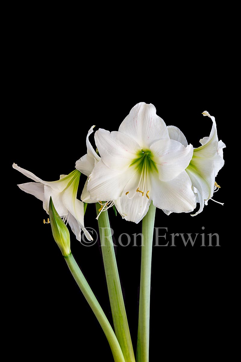 Amaryllis