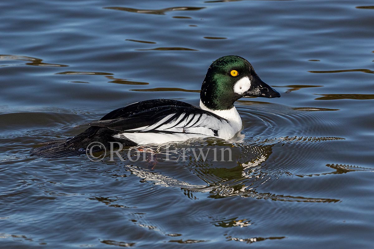 Male Common Goldeneye