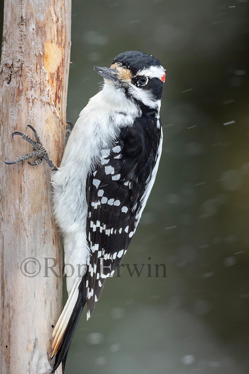 Male Hairy Woodpecker