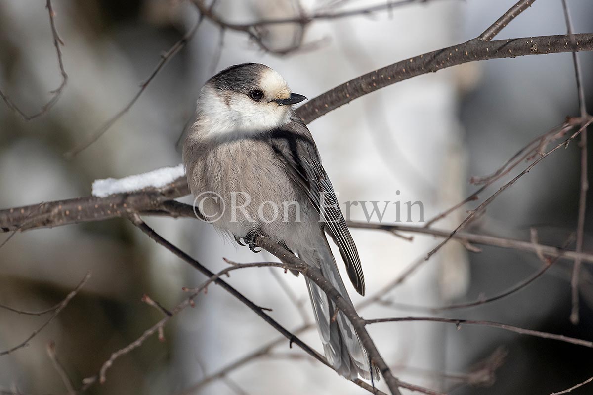 Canada Jay