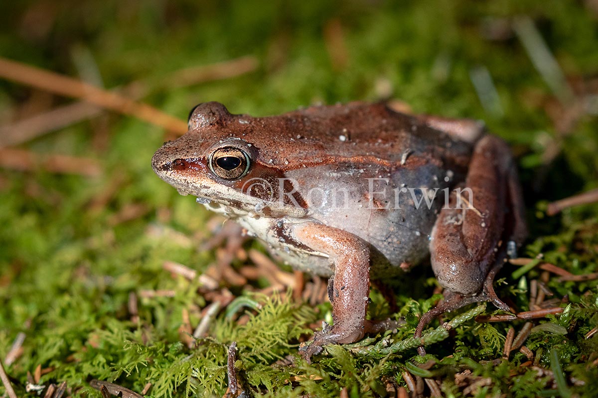 Wood Frog