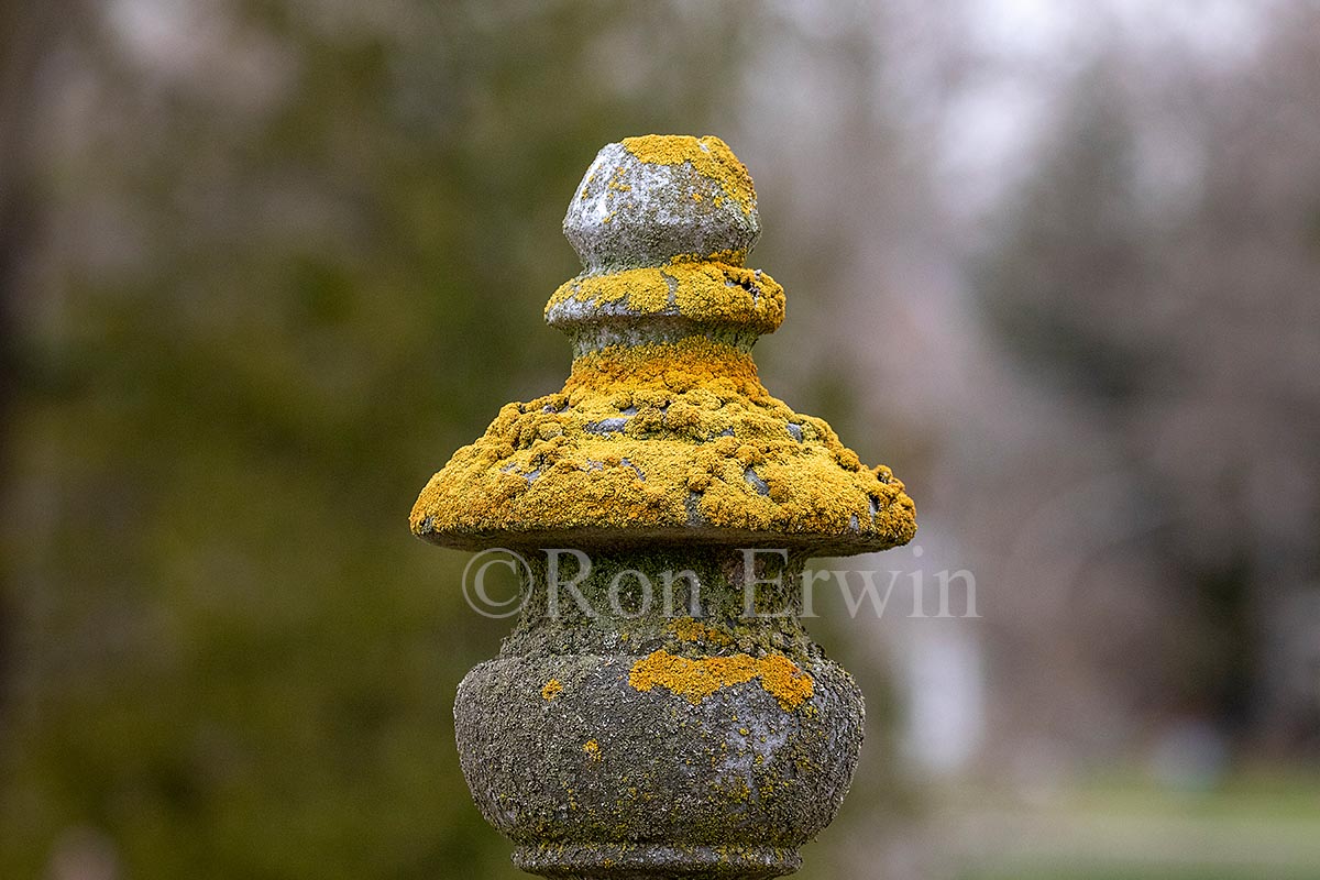 Gravestone & Lichen