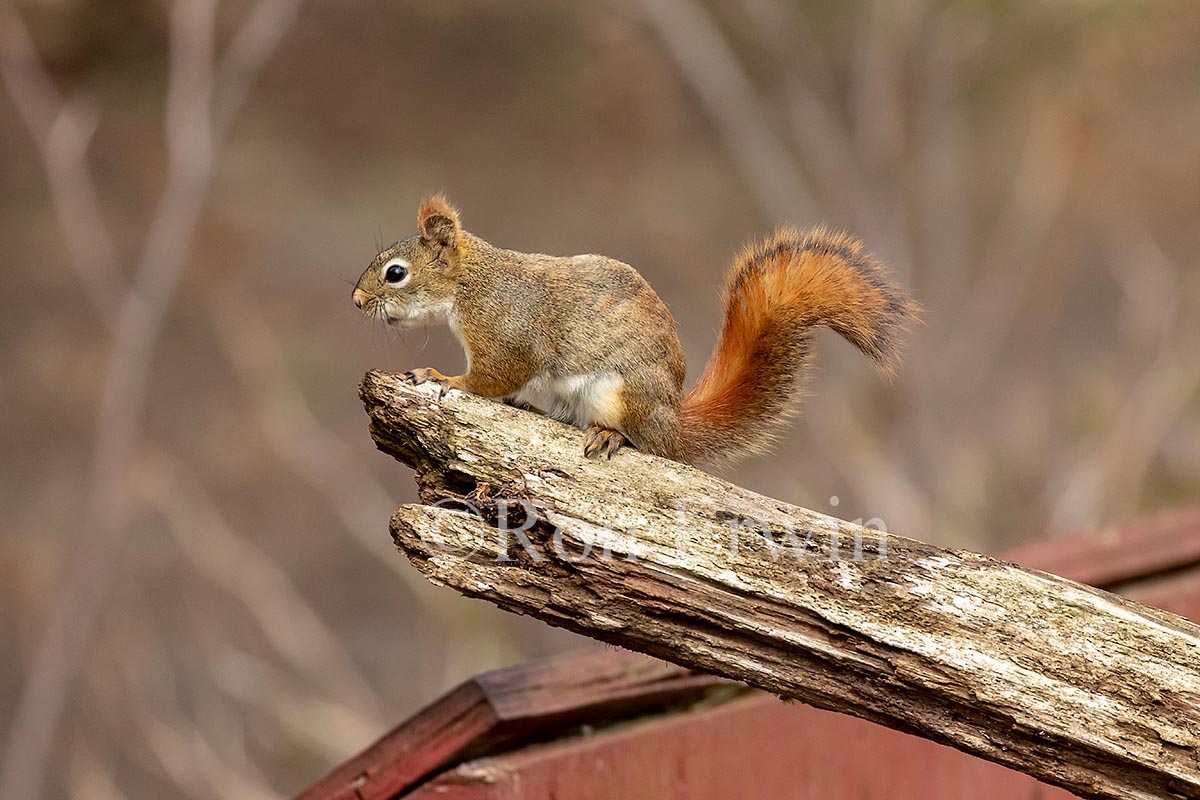 Red Squirrel
