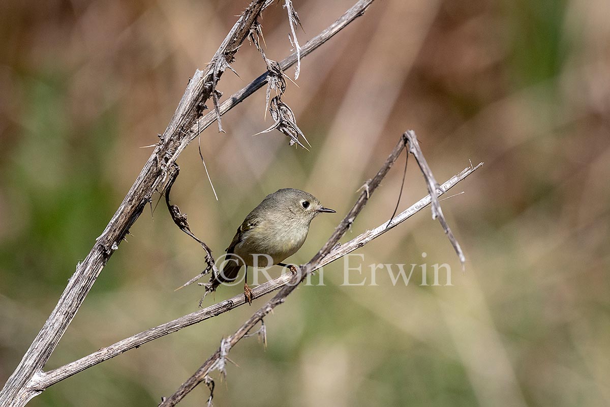 Ruby-crowned Kinglet