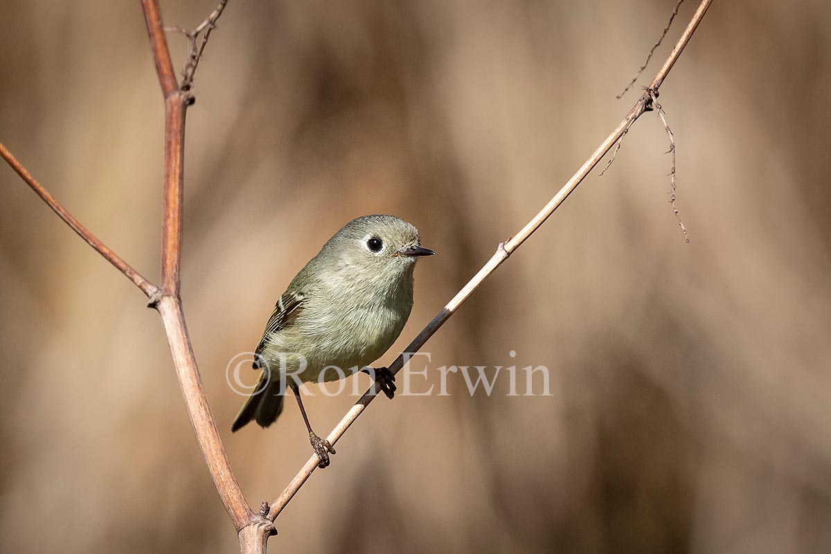 Ruby-crowned Kinglet