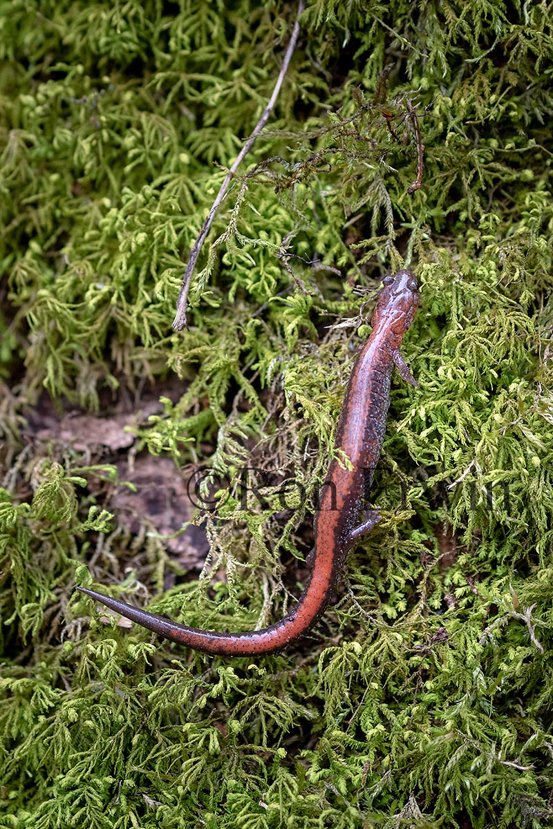 Eastern Red-backed Salamander