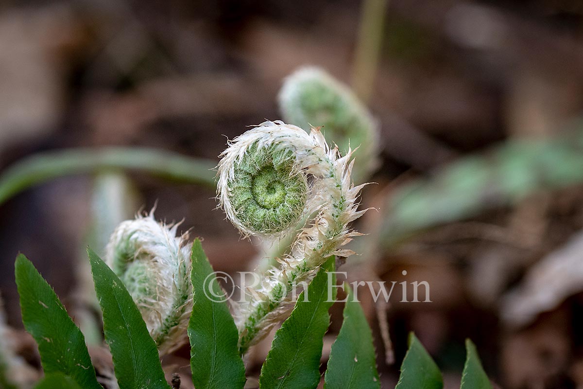 Hairy Fiddleheads