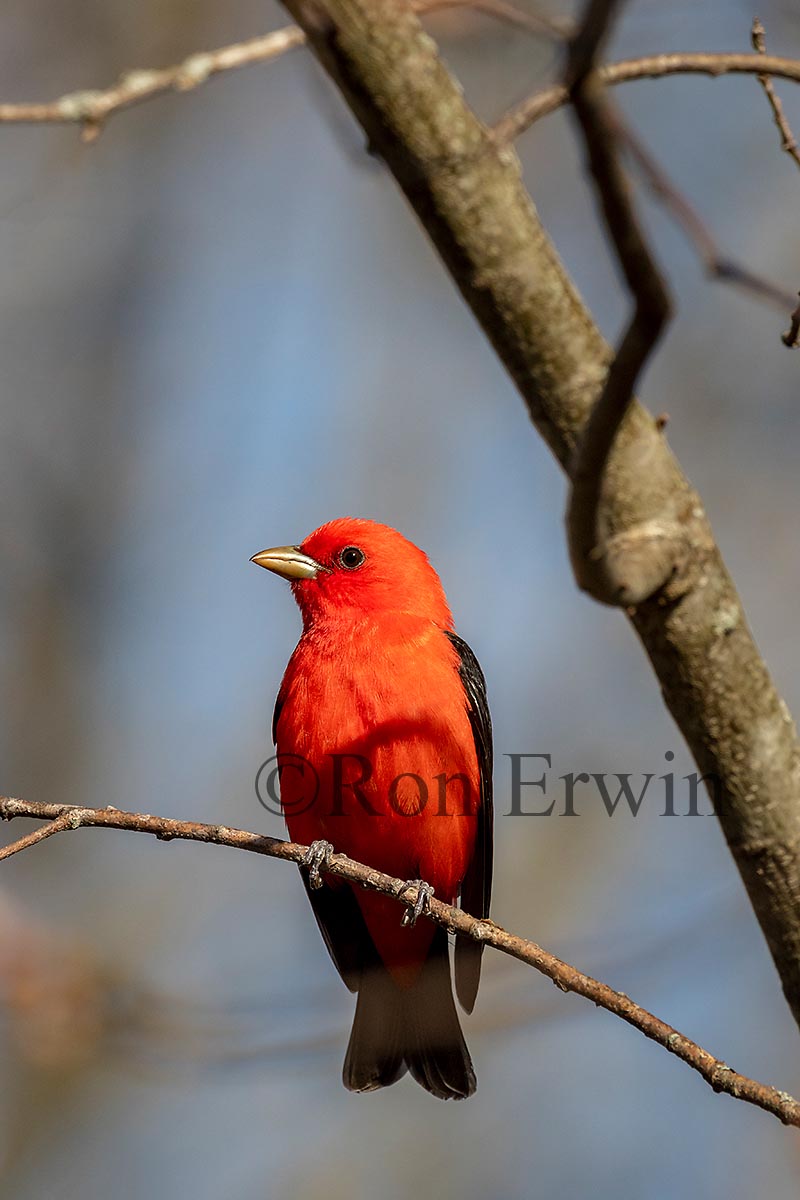Scarlet Tanager Male