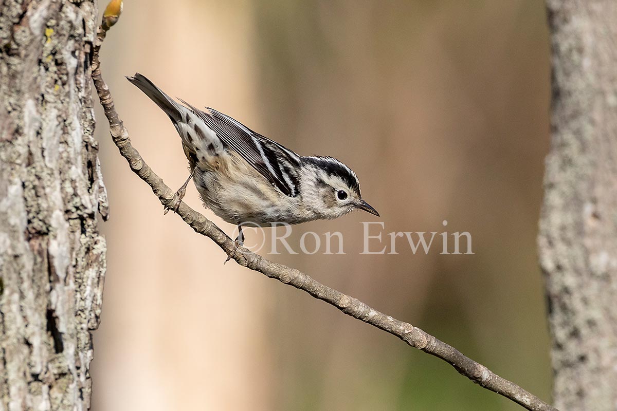 Female Black-and-white Warbler  