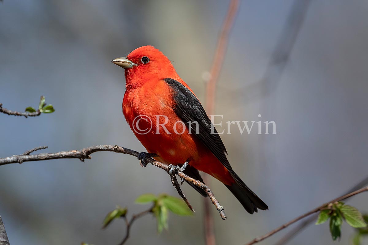Scarlet Tanager Male