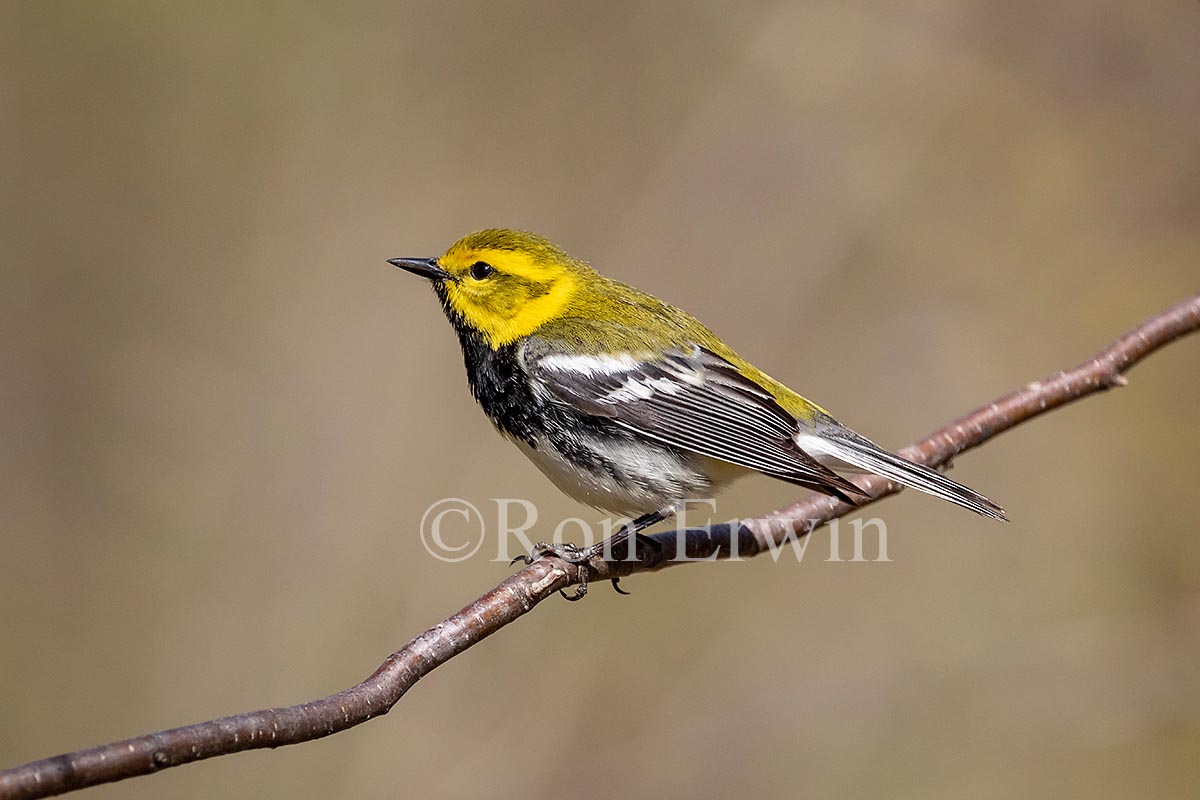 Black-throated Green Warbler Male